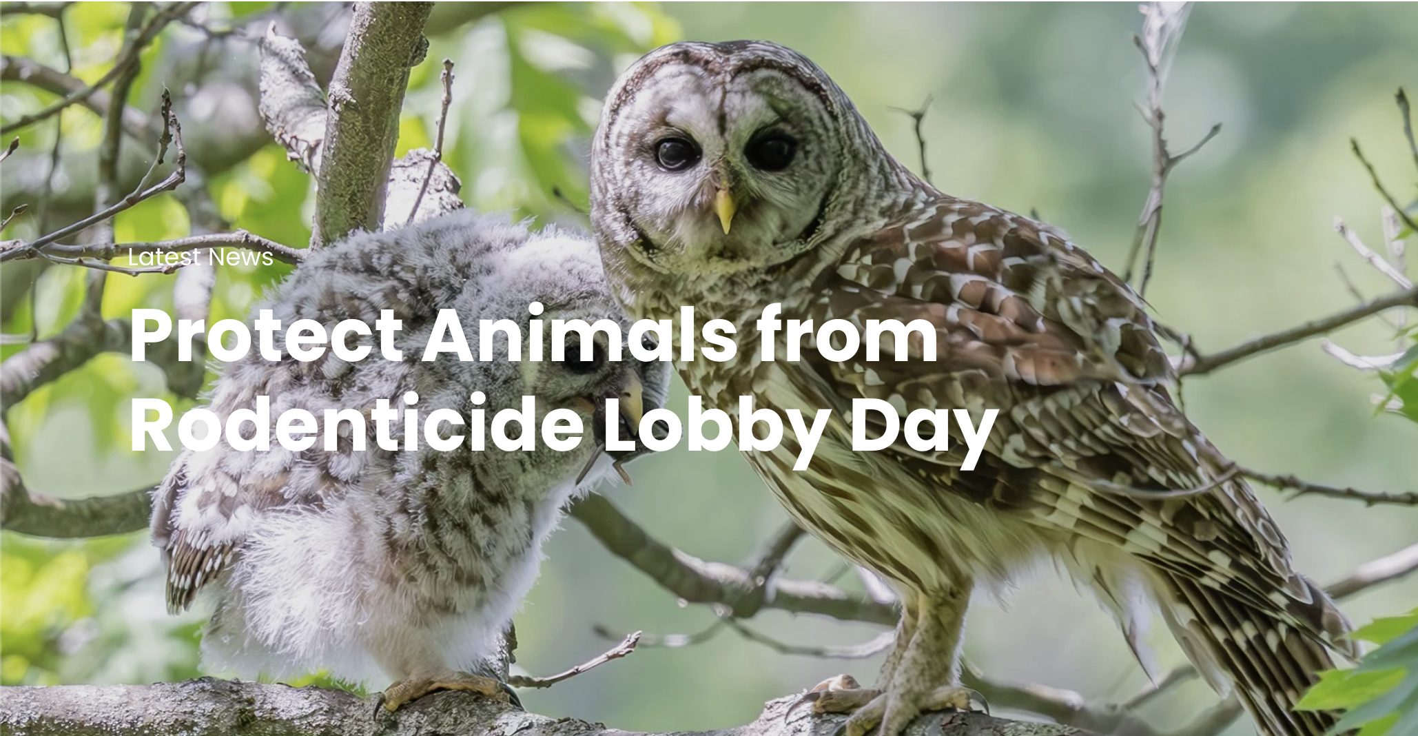 Mass Audubon: Protect Animals from Rodenticide Lobby Day